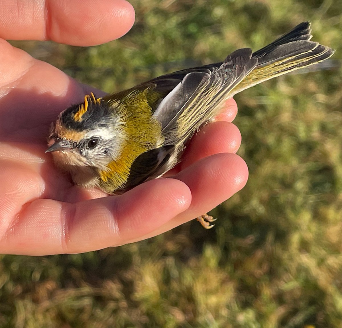 Roitelet triple-bandeau - ML644657331