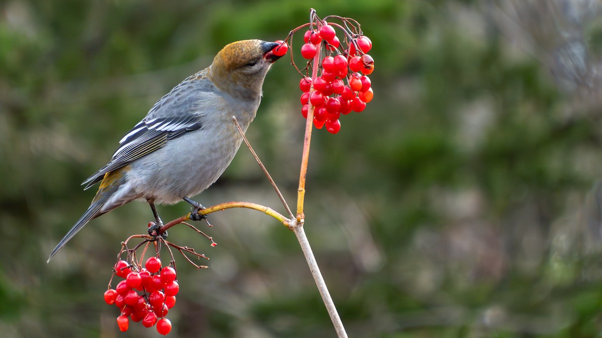 Pine Grosbeak - ML644657332