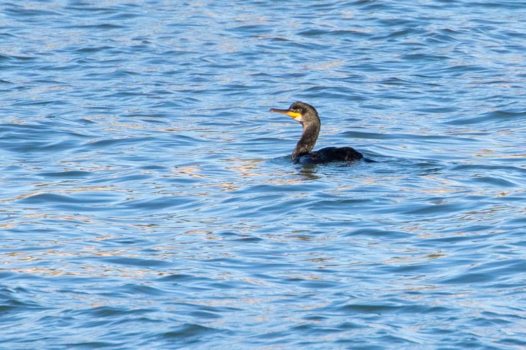 ヨーロッパヒメウ - ML644657333