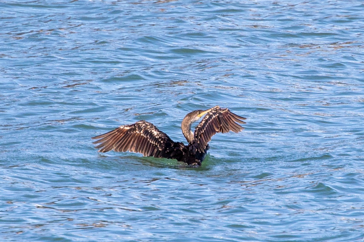 ヨーロッパヒメウ - ML644657334