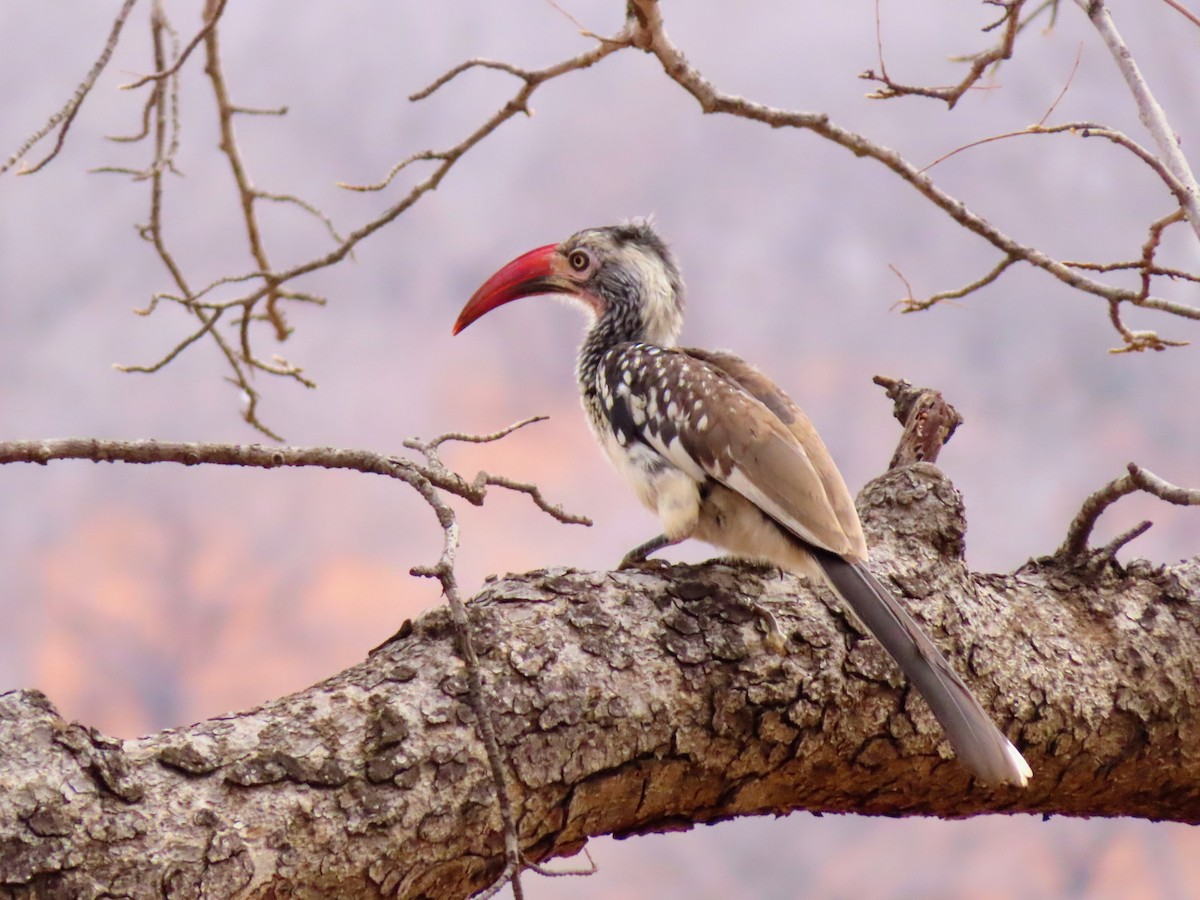 Calao d'Afrique du Sud - ML644657337