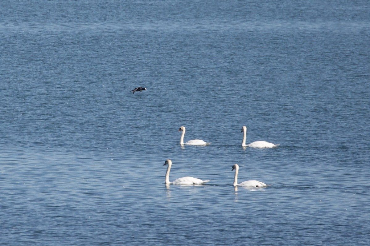 ברבור מצוי - ML644657339