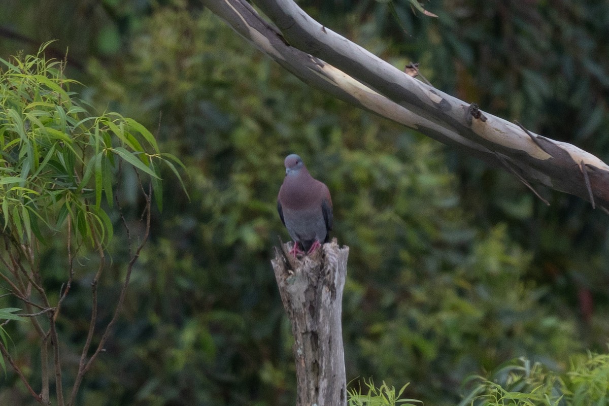 Paloma Colorada - ML644657341