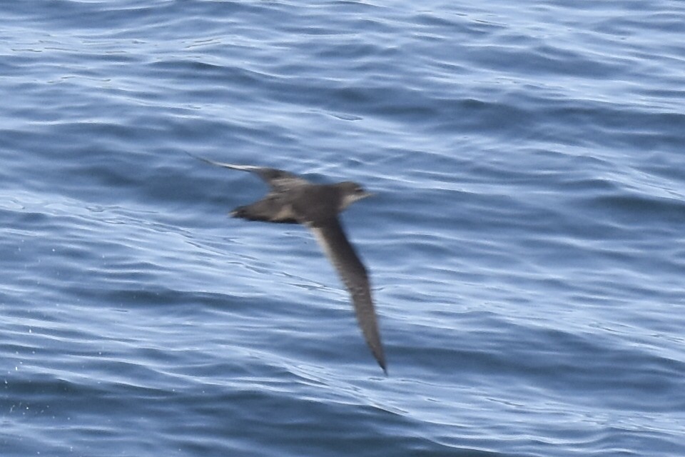 Calonectris, Ardenna ou Puffinus sp. - ML644657342