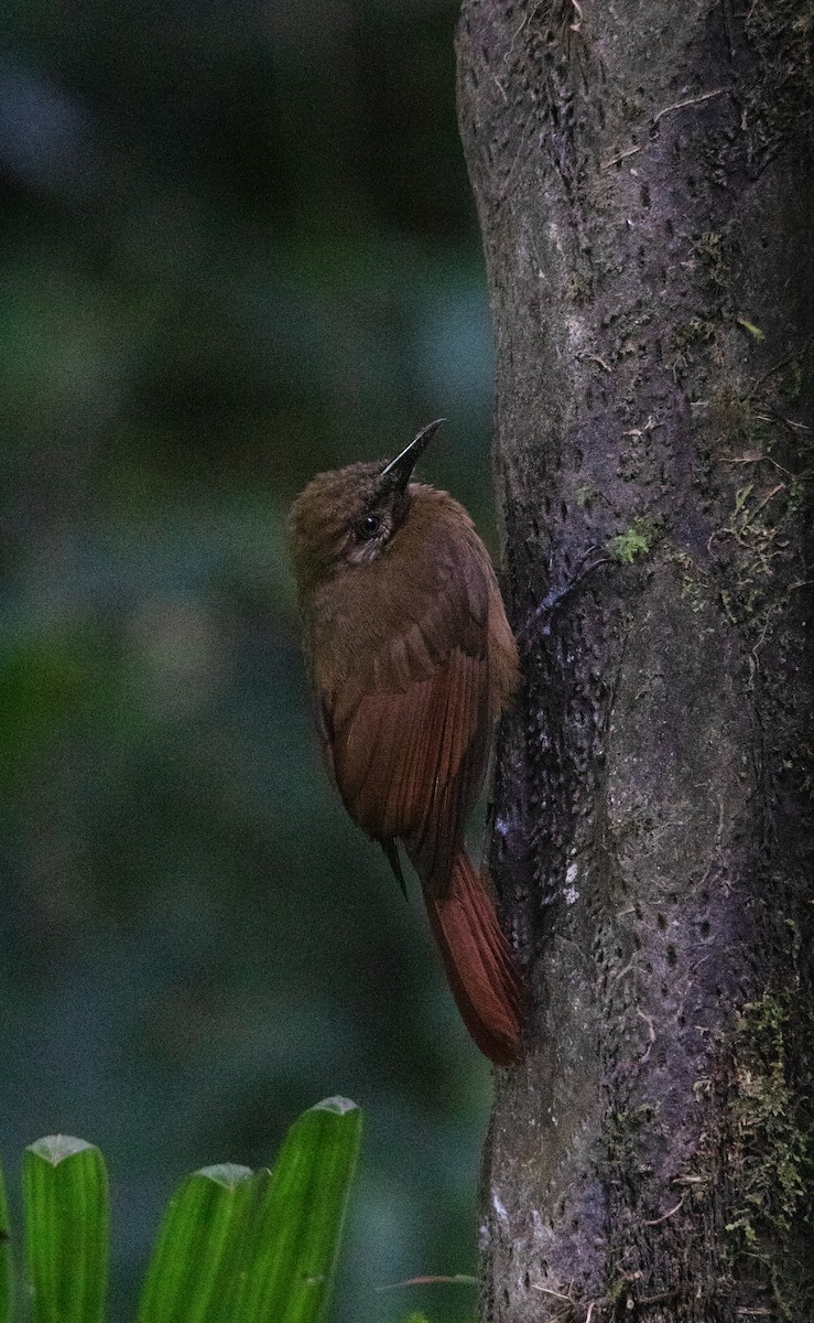 Grimpar enfumé - ML644657344