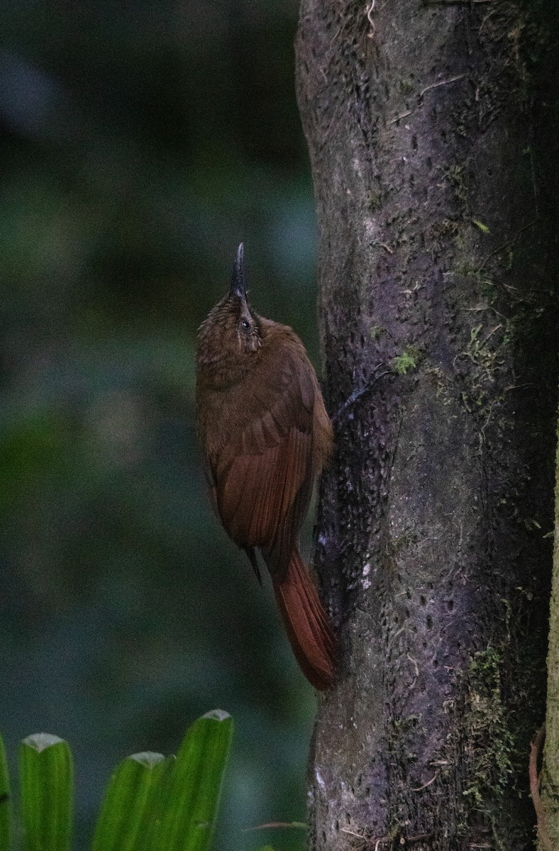 Grimpar enfumé - ML644657345