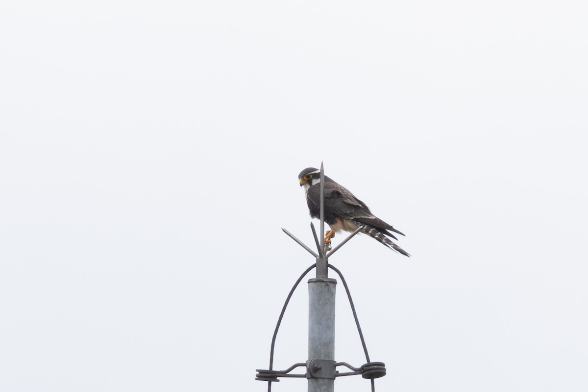 Aplomado Falcon - ML644657347