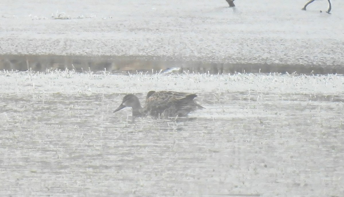 Blue-winged Teal - ML644657349