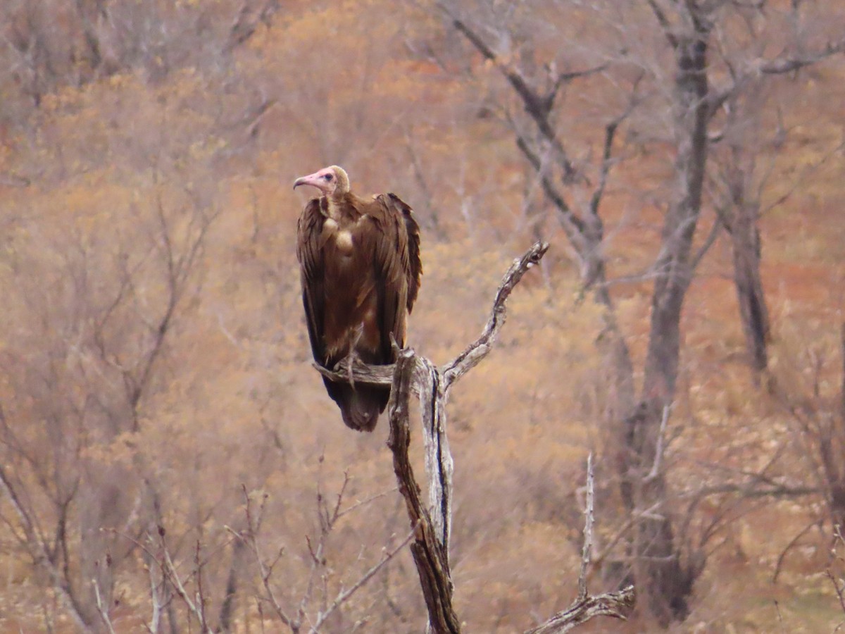 Vautour charognard - ML644657352