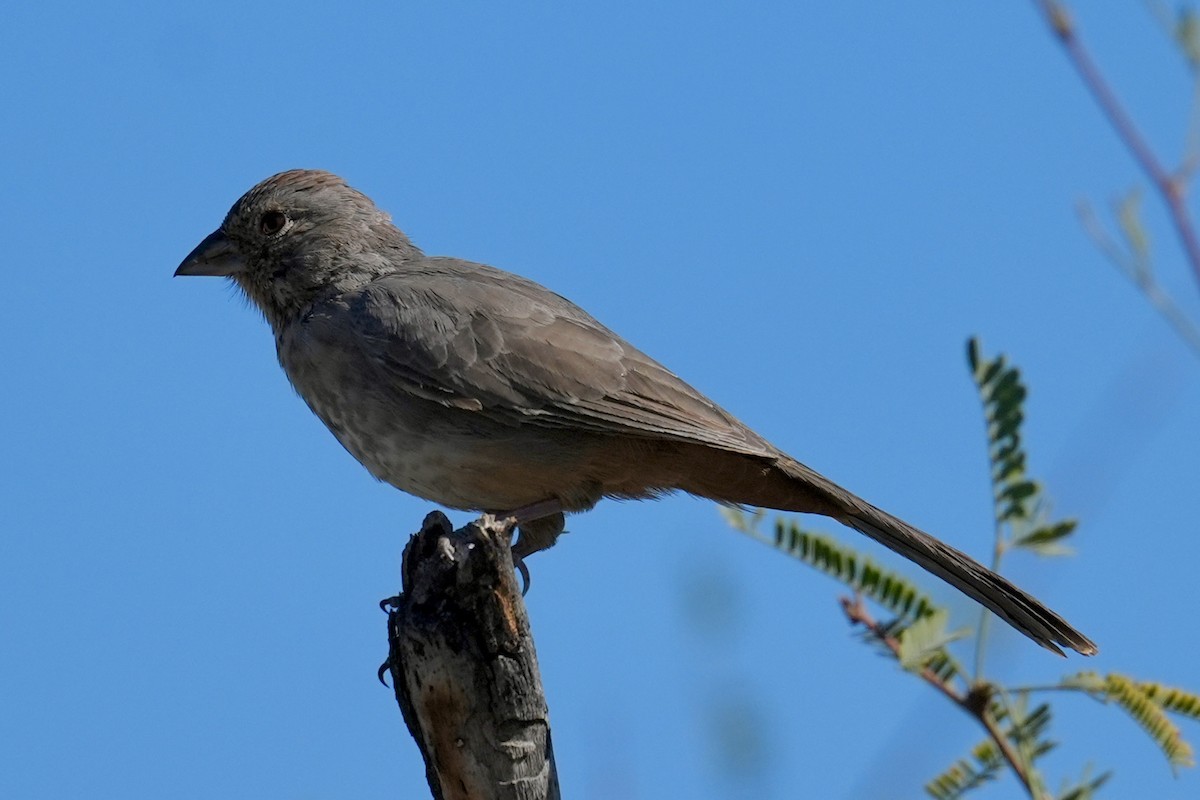 Tohi des canyons - ML644657353