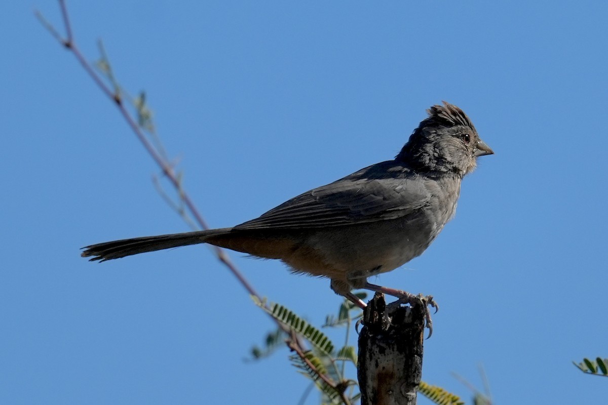 Tohi des canyons - ML644657354