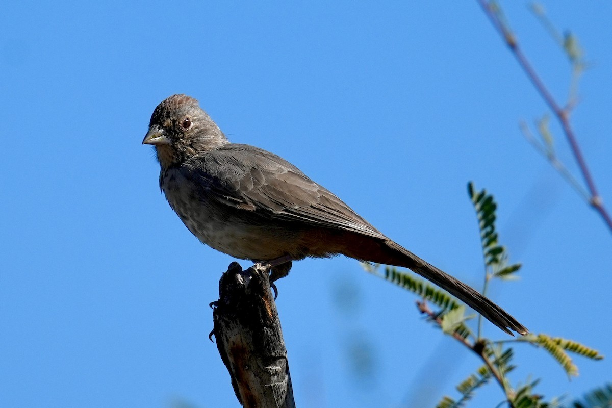 Tohi des canyons - ML644657355