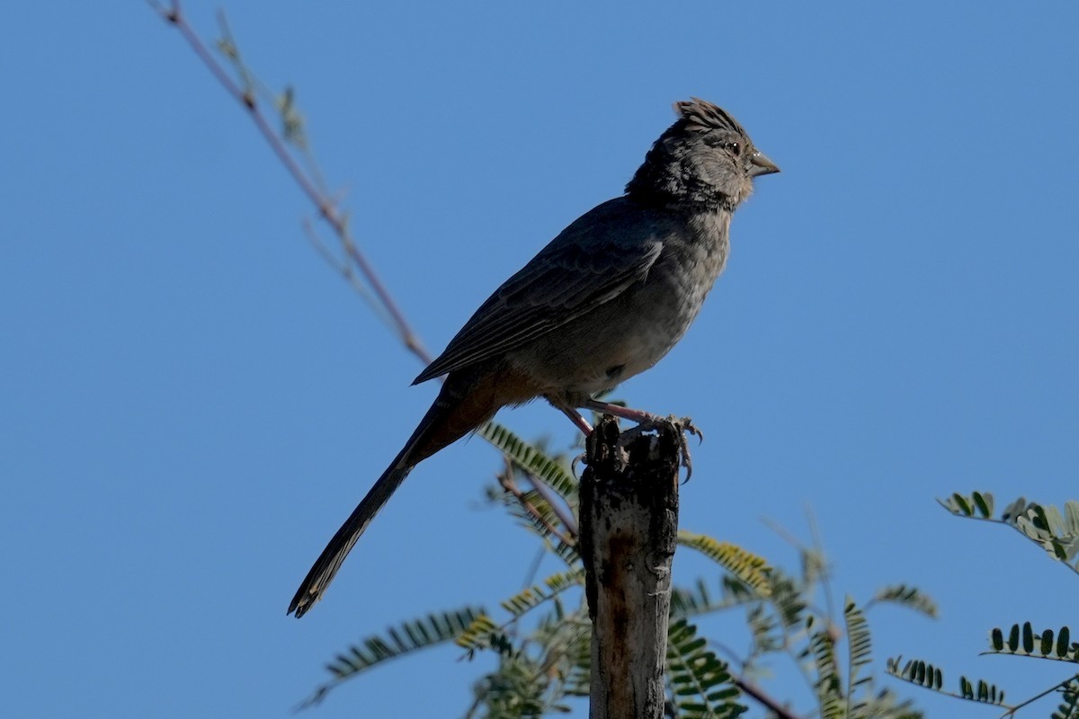 Tohi des canyons - ML644657356