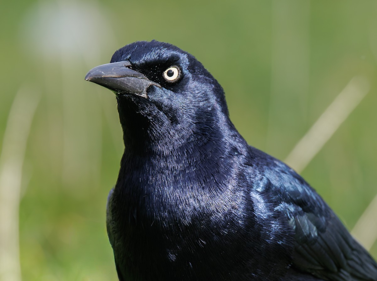 vlhovec člunoocasý - ML644657357