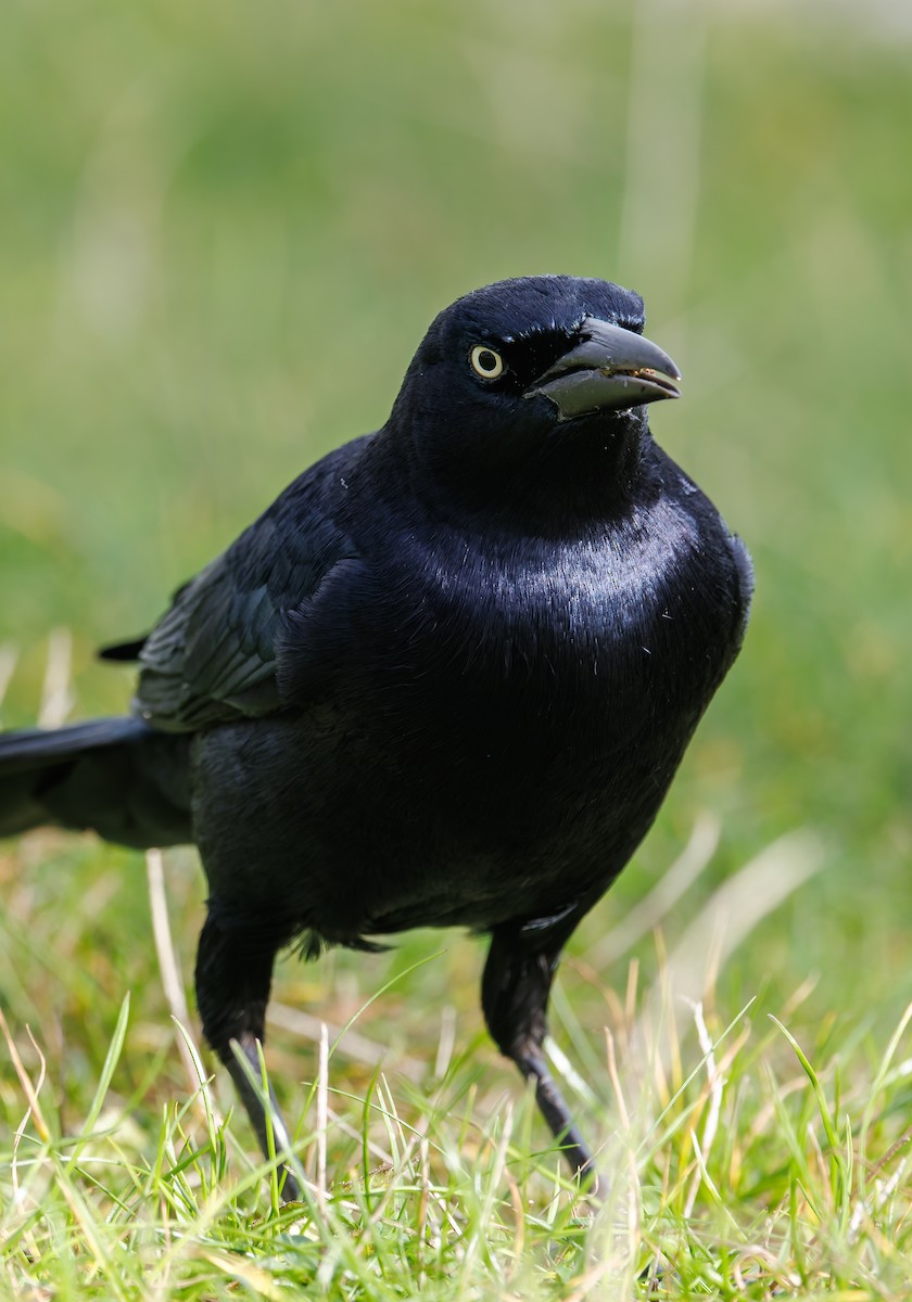 vlhovec člunoocasý - ML644657358