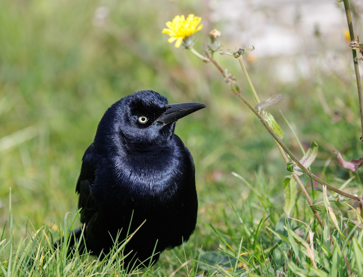 vlhovec člunoocasý - ML644657359