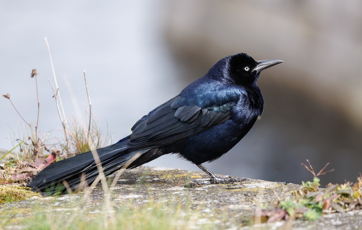 vlhovec člunoocasý - ML644657361