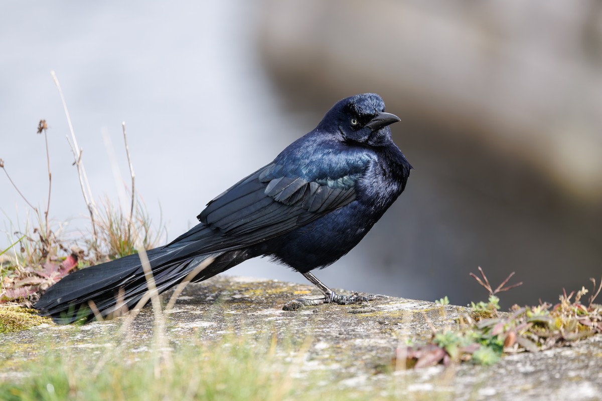 vlhovec člunoocasý - ML644657362