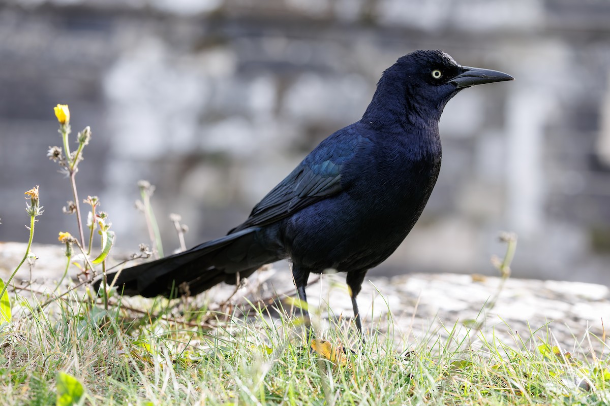 vlhovec člunoocasý - ML644657363