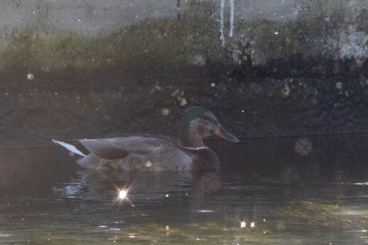 Зэрлэг нугас - ML644657367