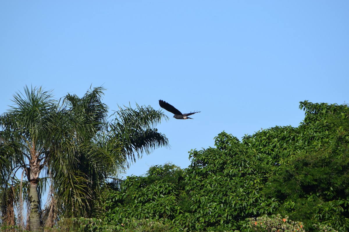 Milan des marais - ML644657368