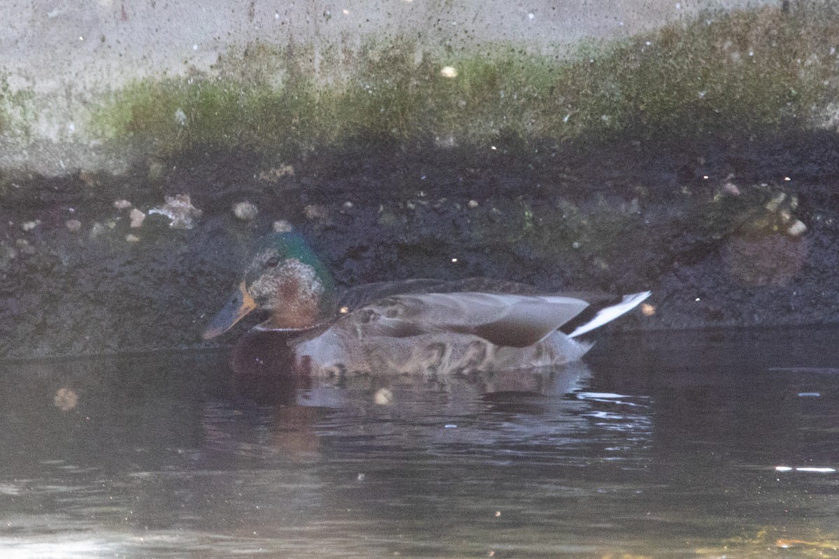 Зэрлэг нугас - ML644657370