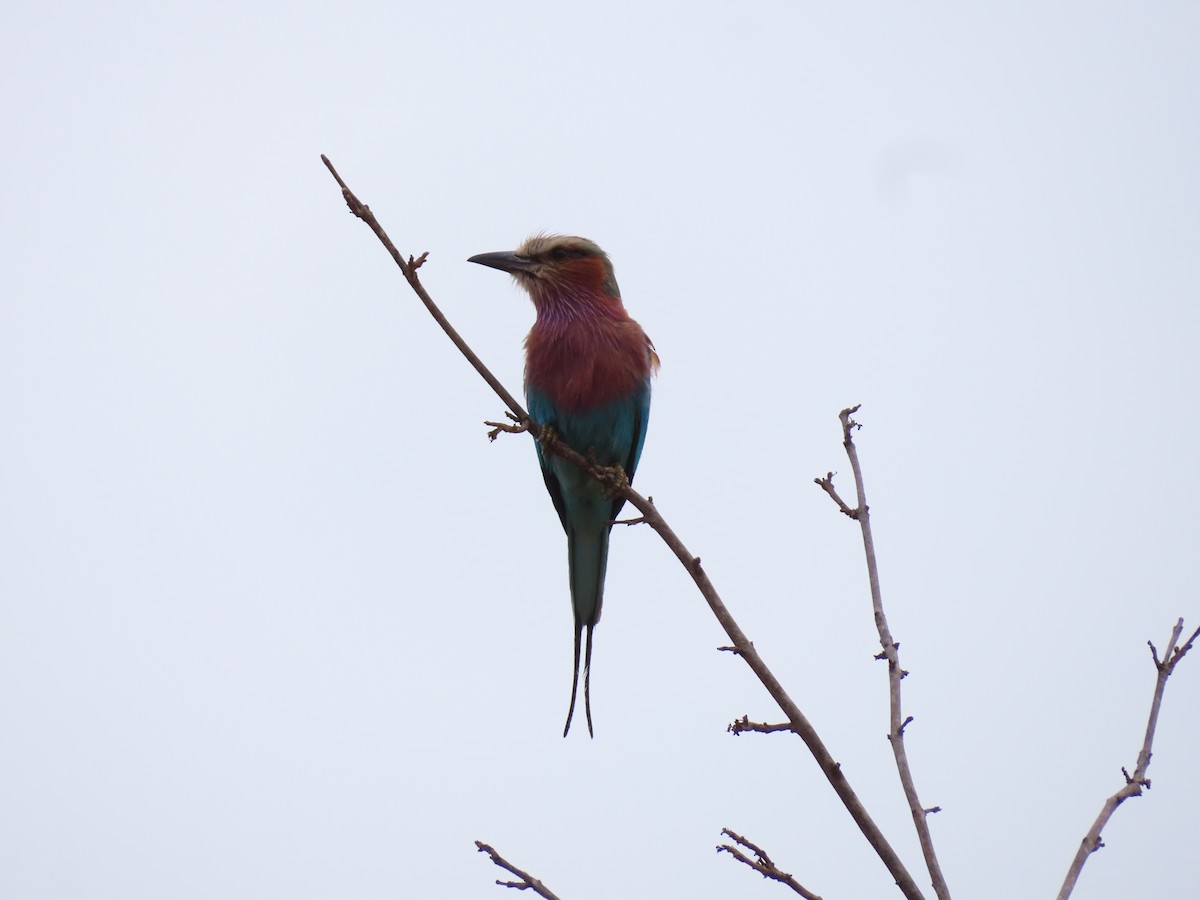 Rollier à longs brins - ML644657372