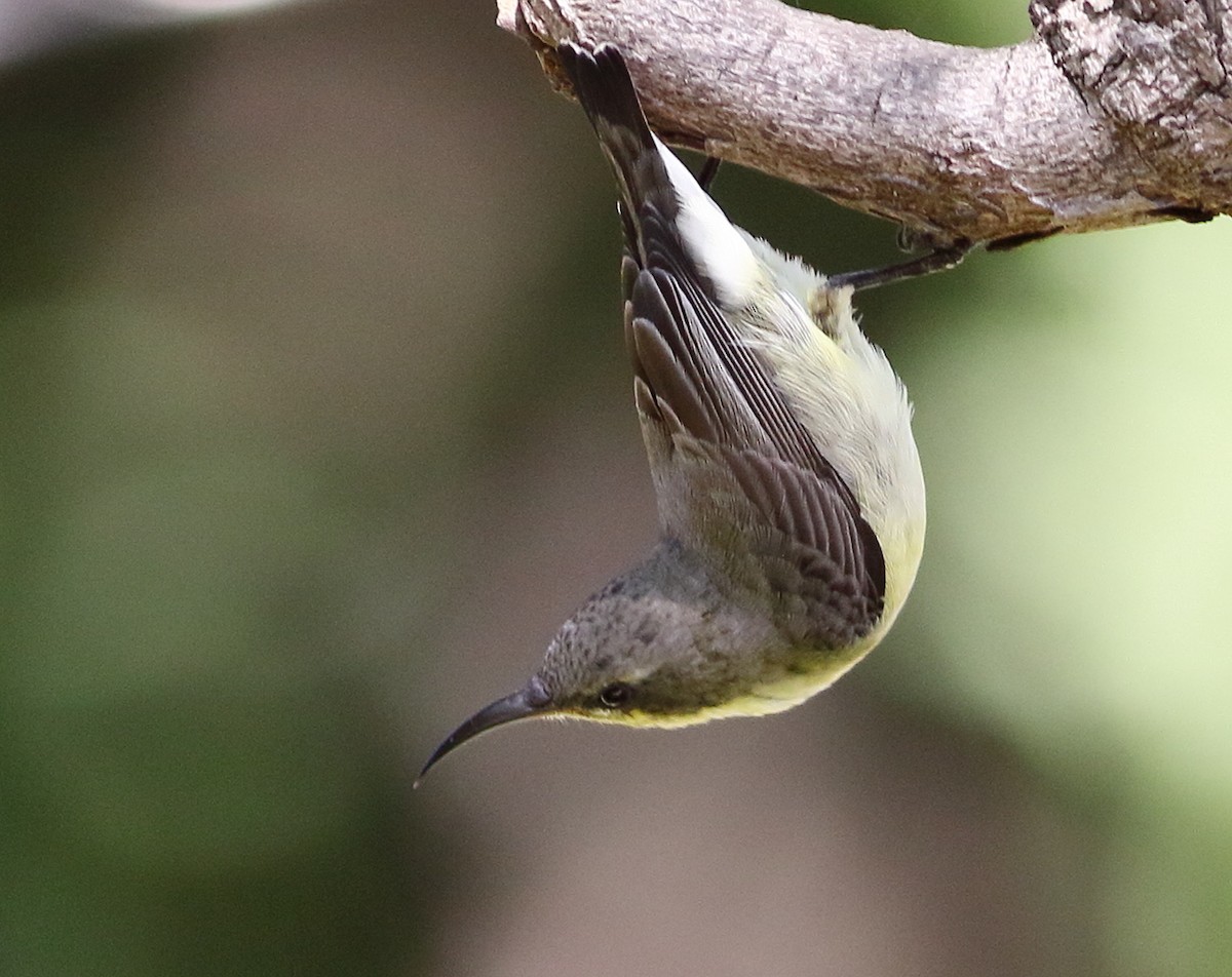 Purple Sunbird - ML644657383