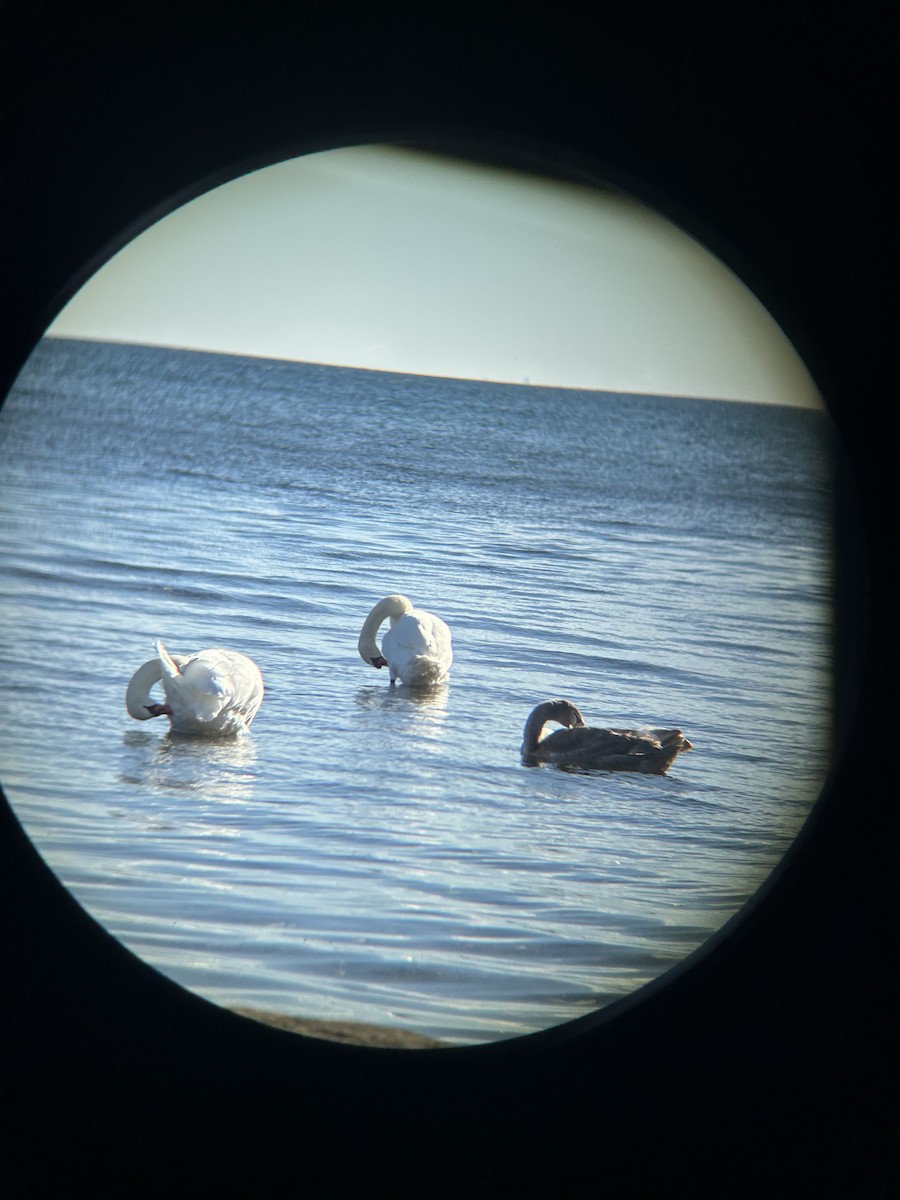 Лебідь-шипун - ML644657384