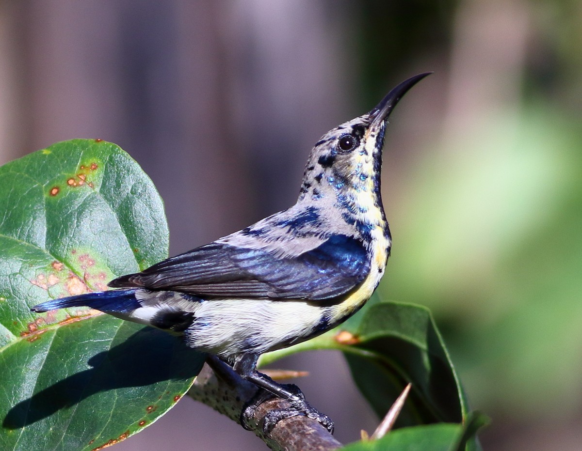 Purple Sunbird - ML644657385