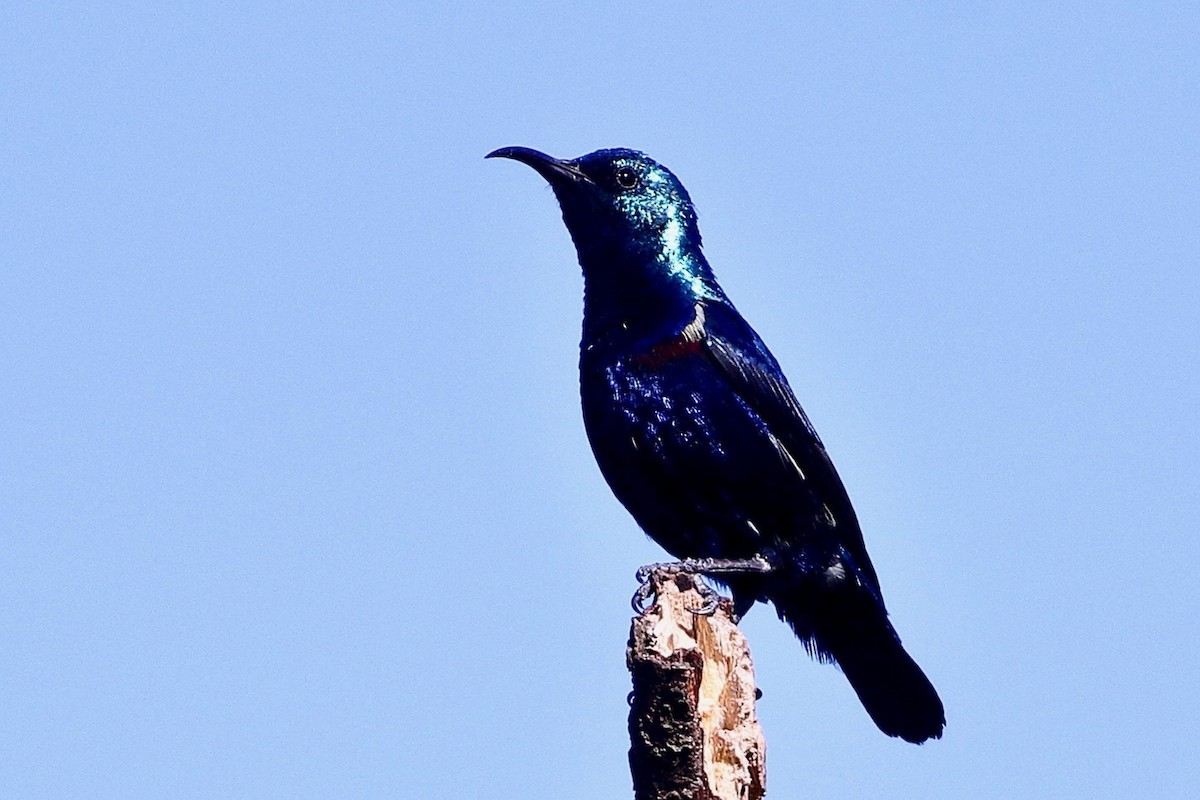 Purple Sunbird - ML644657386