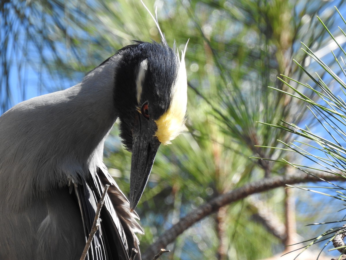 אנפת לילה צהובת-כיפה - ML644657387