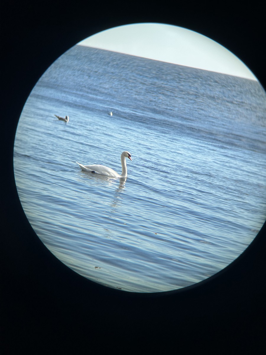 Лебідь-шипун - ML644657388