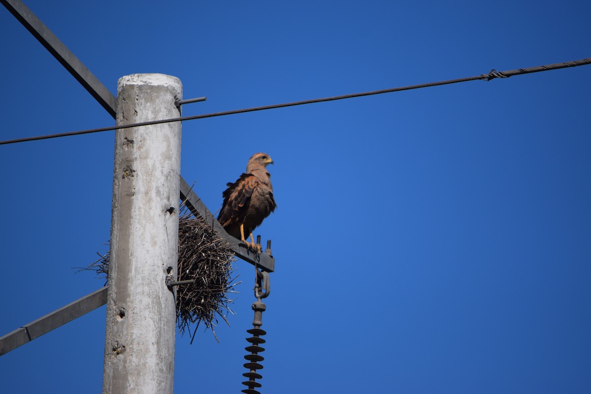 Buse roussâtre - ML644657390