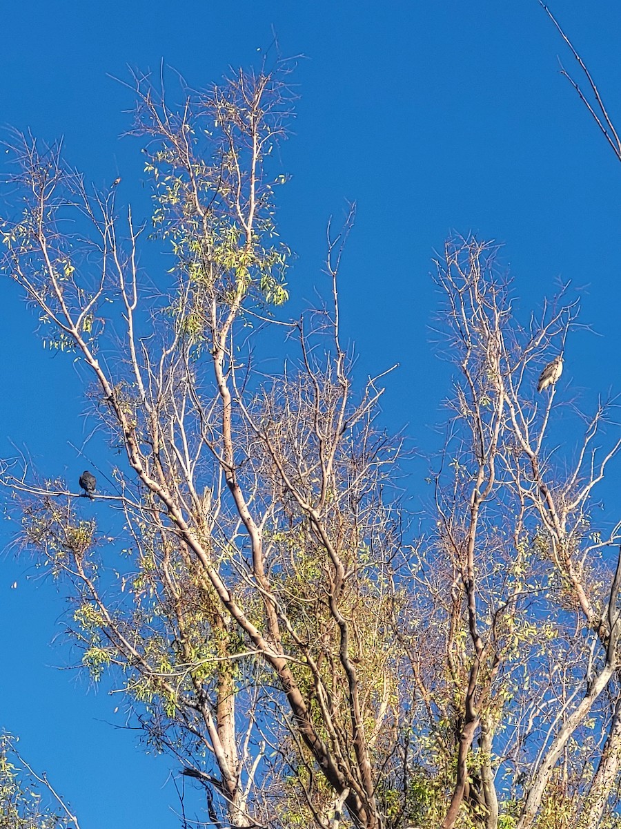 trostehauk - ML644657395