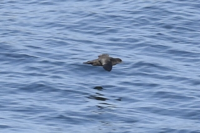 Calonectris, Ardenna ou Puffinus sp. - ML644657400