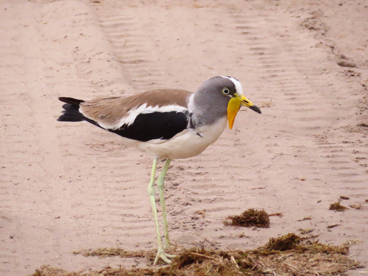 Vanneau à tête blanche - ML644657404