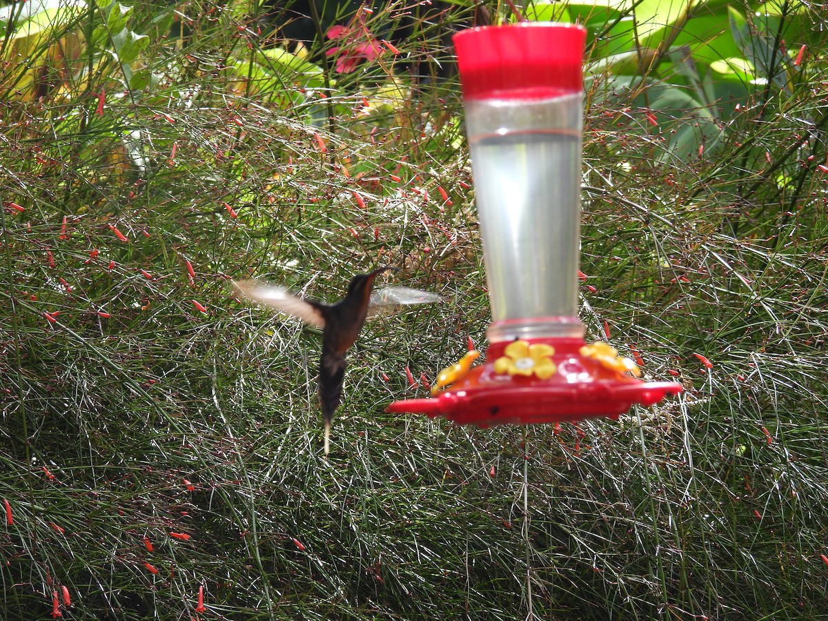 Green Hermit - ML644657405