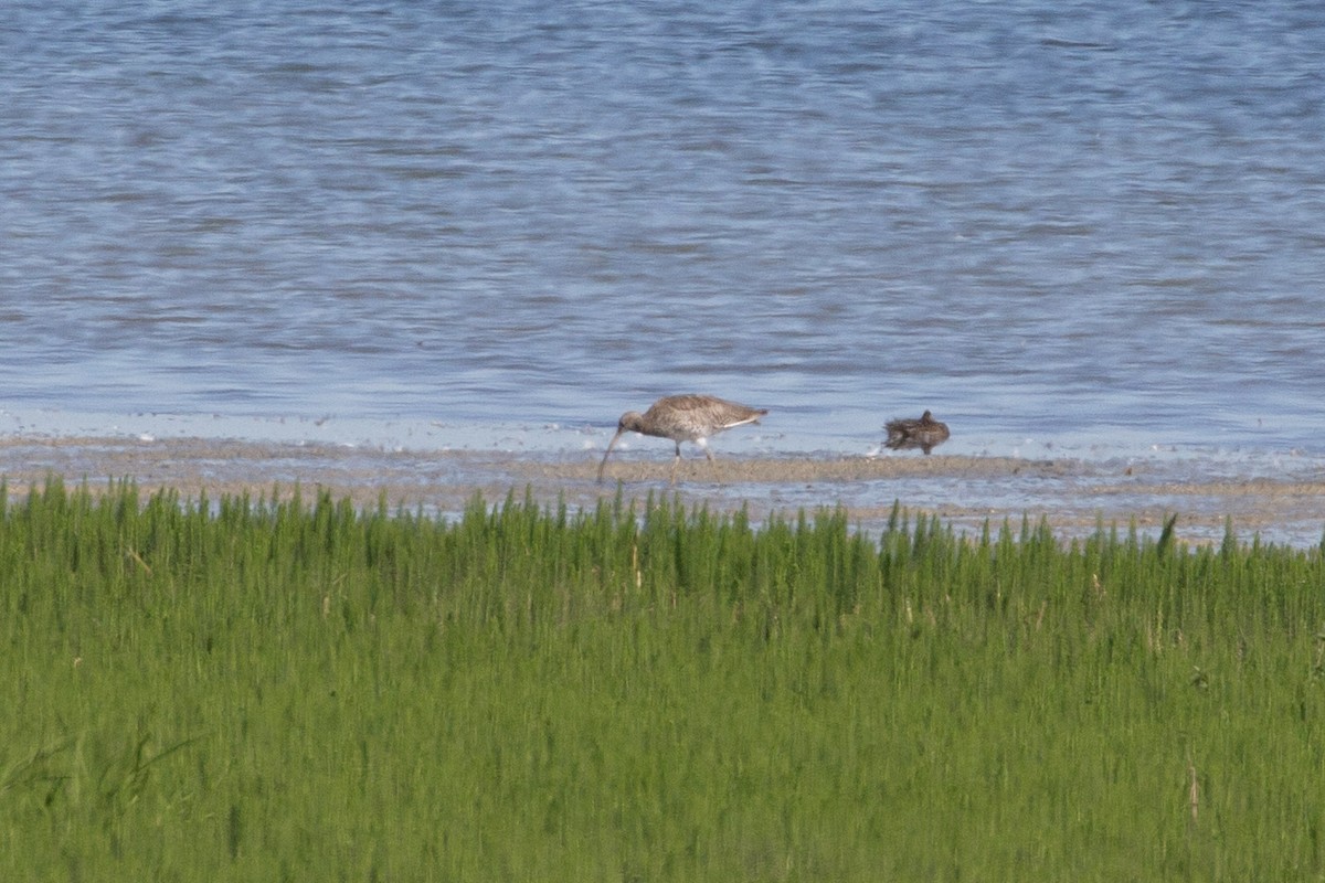 Courlis cendré - ML644657406