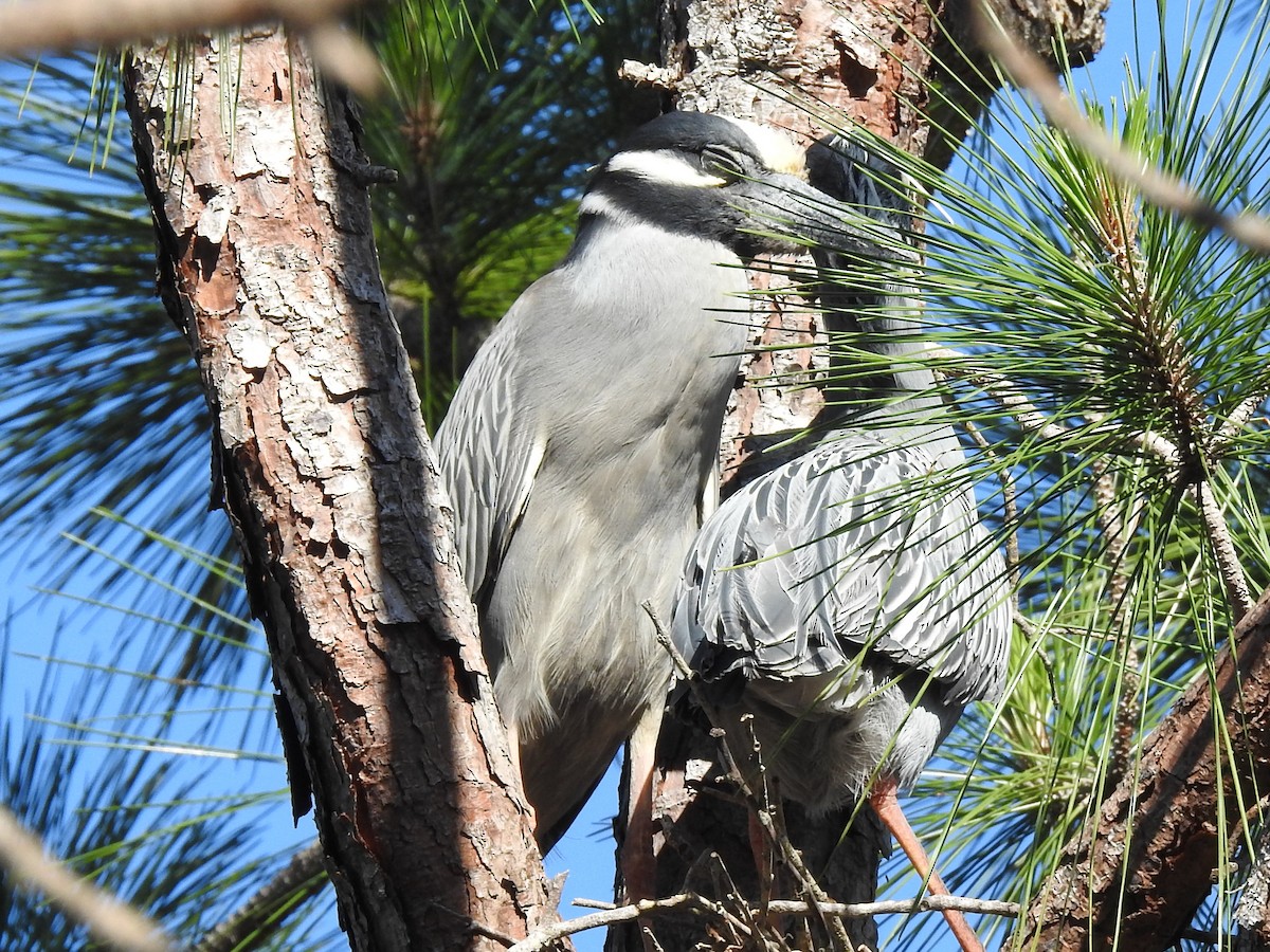 אנפת לילה צהובת-כיפה - ML644657407