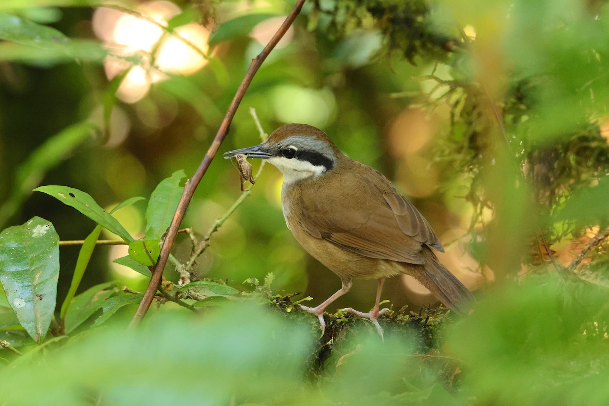 Рунник - ML644657409