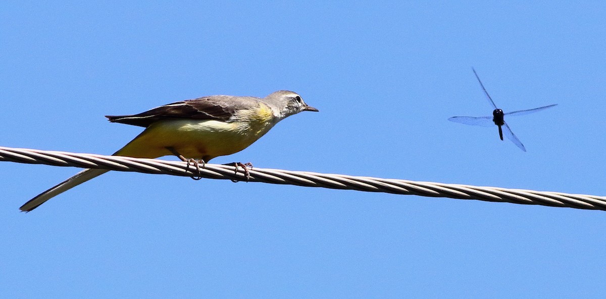 Уулын цэгцгий - ML644657410