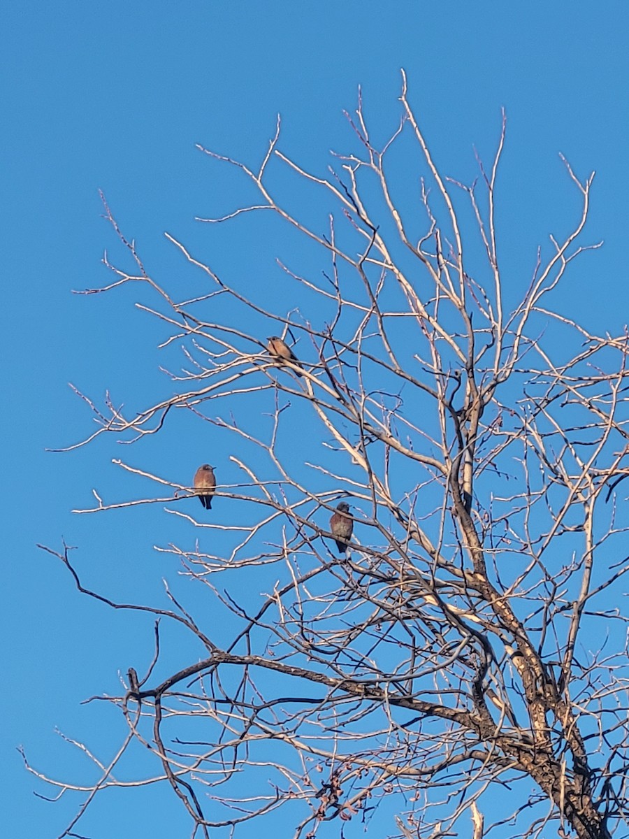 østblåfugl - ML644657413