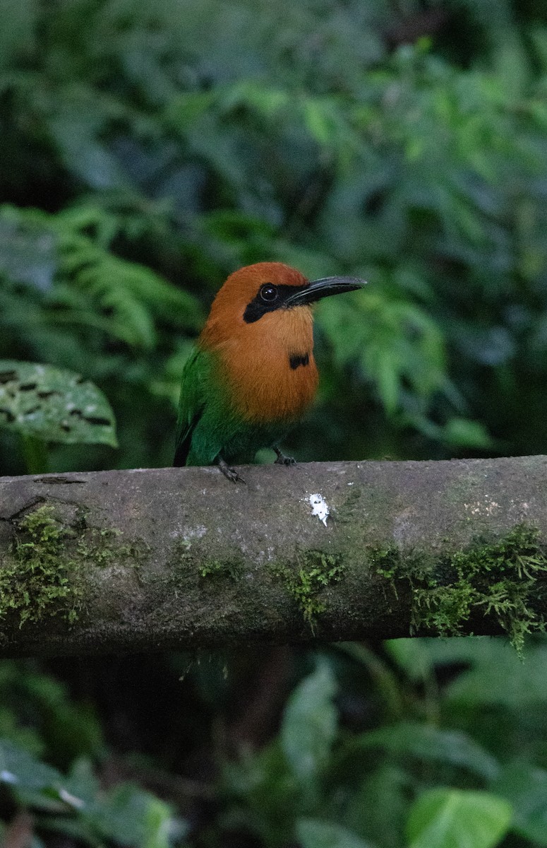 Motmot à bec large - ML644657415