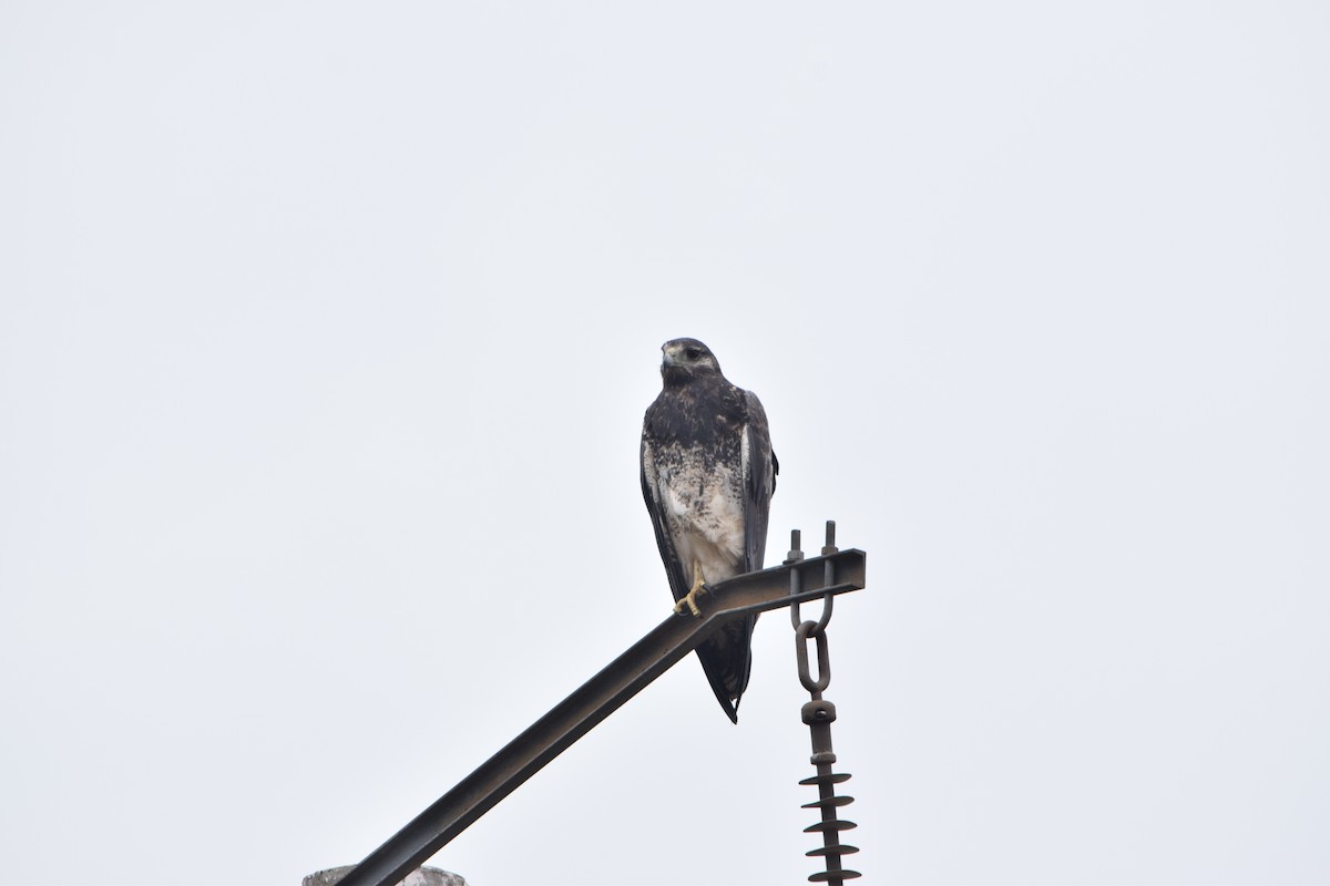 Buse aguia - ML644657416