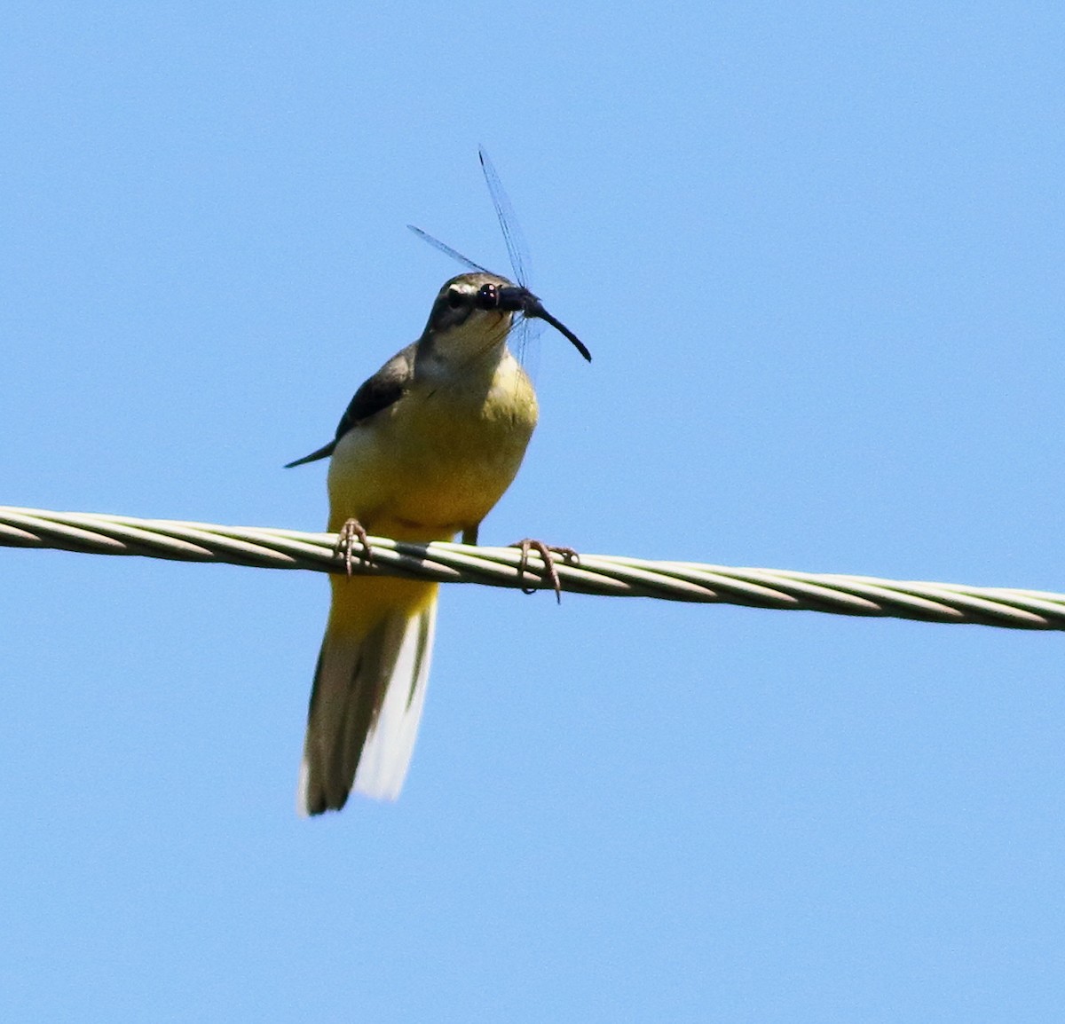 Уулын цэгцгий - ML644657418