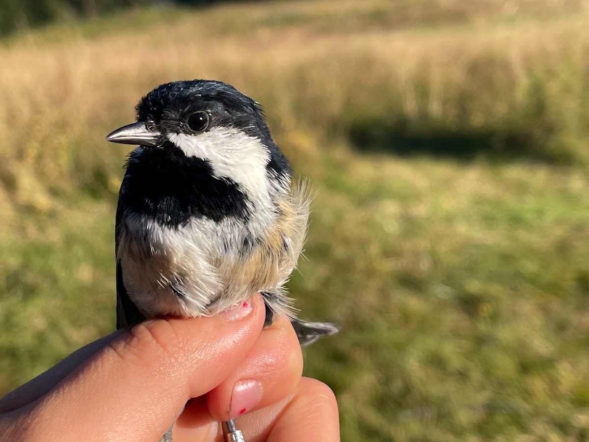 Синиця чорна - ML644657419