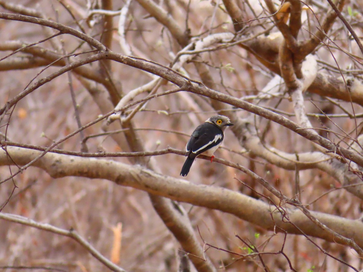 hvittopphjelmvarsler - ML644657420