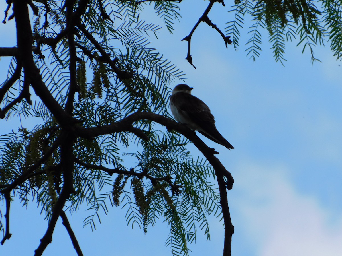 Brown-chested Martin - ML644657421