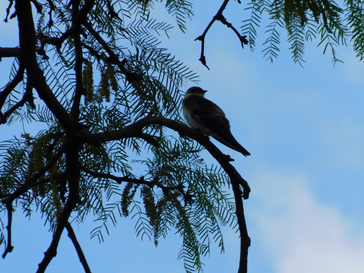 Brown-chested Martin - ML644657423